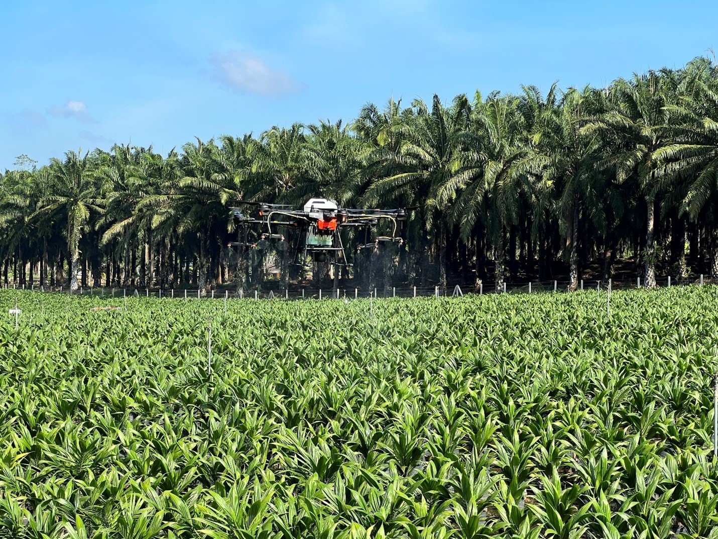 Revolusi Industri Sawit Indonesia: 16,5 Juta Pekerja dan Perkebunan Digital Dorong Ekonomi Masa Depan