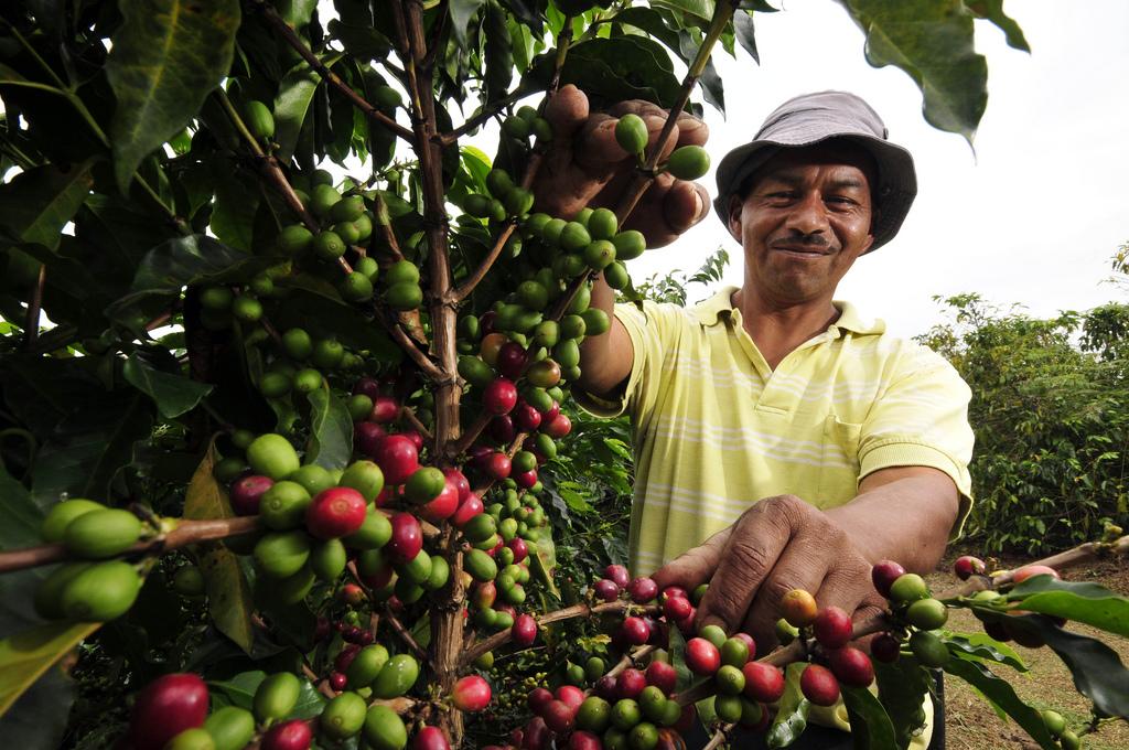 Harga Kopi Arabika Tembus Puncak 2 Bulan Cuaca Ekstrem Brasil Picu Kekhawatiran Pasokan