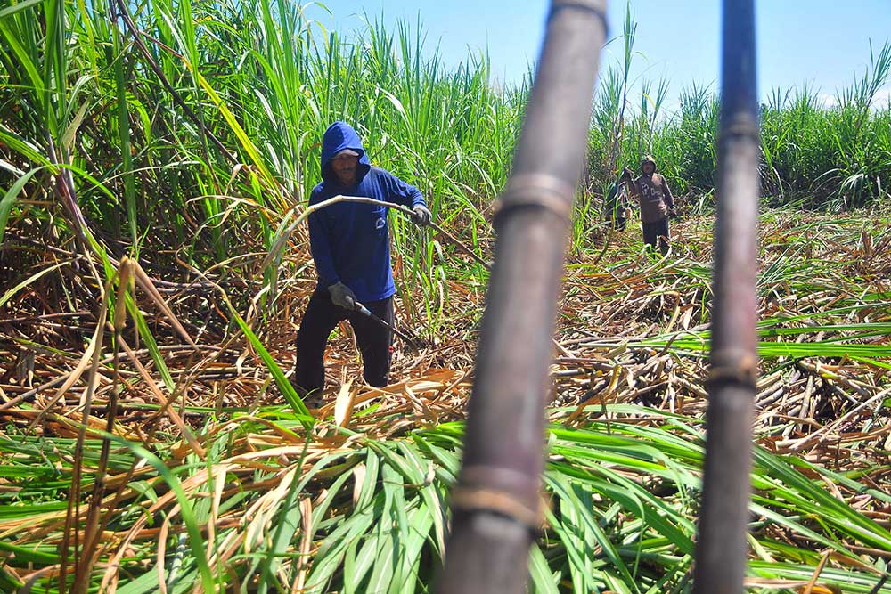 Strategi Replanting Demi Swasembada Gula dan 1,6 Juta Lapangan Kerja “Pemerintah Kucurkan Rp1,6 Triliun untuk Petani Tebu”